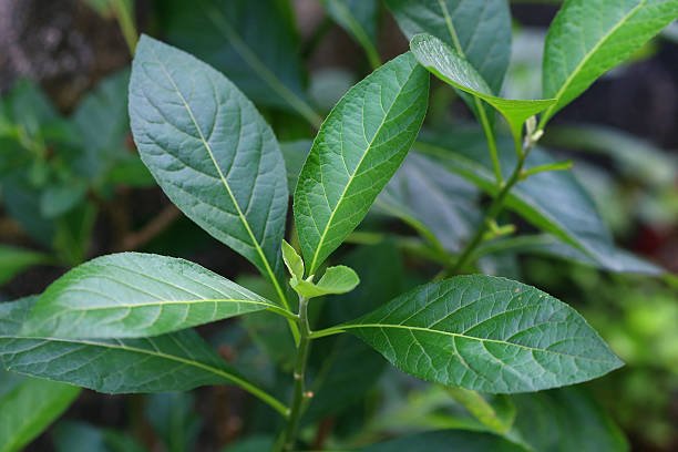 Bitter Leaf